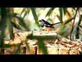 Beautiful Bird