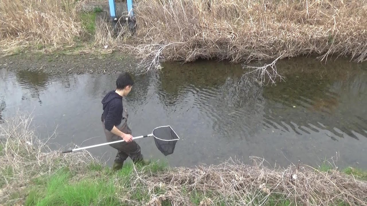 魚を捕る 獲る _ 川で魚を取る方法 – NASLEMM