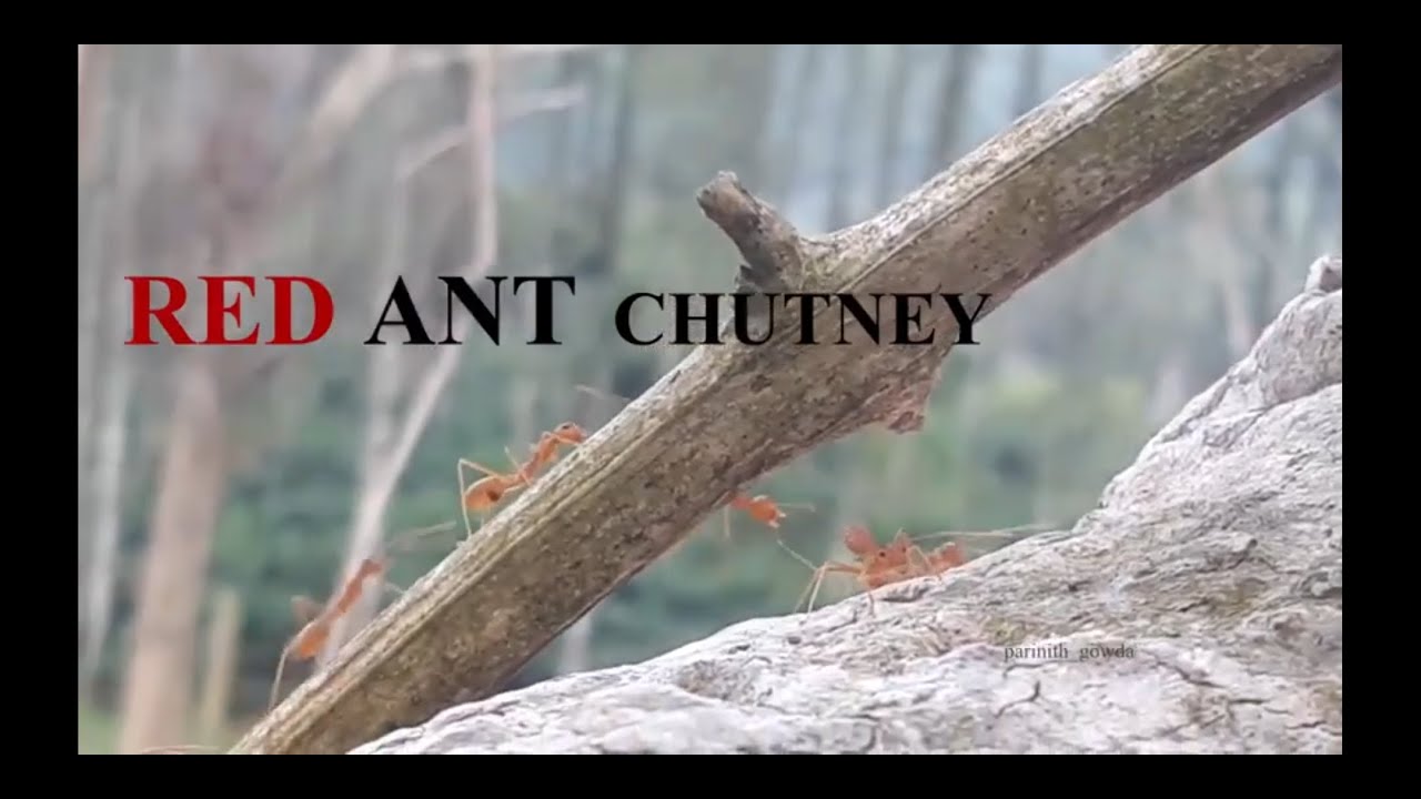 Weaver Ant chutney