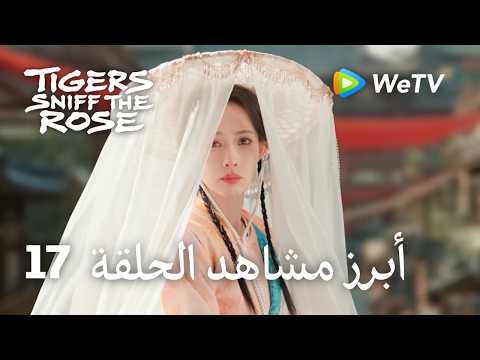 النمور تشم الوردة Tigers Sniff the Rose｜17-1 أبرز مشاهد الحلقة ｜لي يون روي，مينغ زي يي