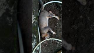 Kucing keracunan