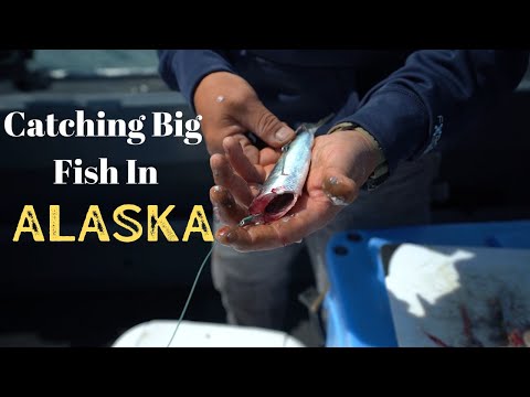 Using Herring For Bait (Short Video)