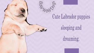 Cute Labrador puppies sleeping and dreaming// @bowwowdogs2794  #dog #labrador#trending