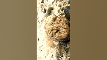 Such a big diamond in the rough #shorts #youtubeshorts