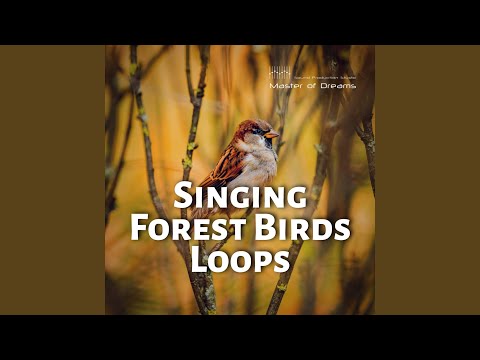 Bird Trills 1 Loop