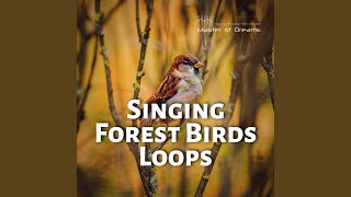 Bird Trills 1 Loop