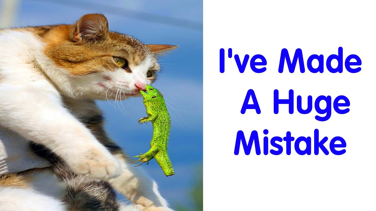 The Funniest Animal Fails Ever – funny animals