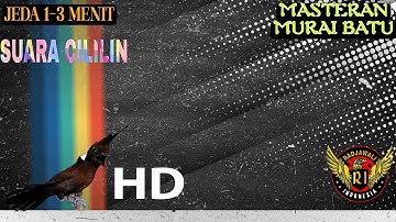 MASTERAN CILILIN UNTUK MURAI BATU BERJEDA 1-3 MENIT