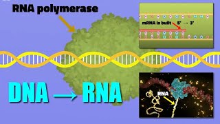 Transcription - AP Biology Topic 6.3