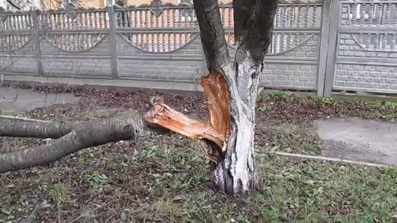 Можно сломать дерево. Сломанный ствол дерева. Расщепился ствол яблони. Повреждения ствола дерева. Дерево сломанное ветром.