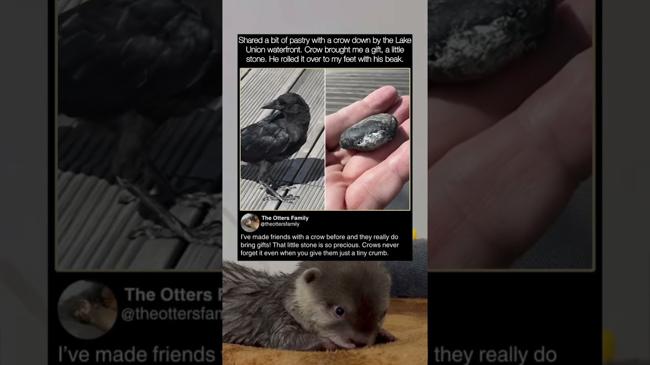 Ворон принёс мне подарок