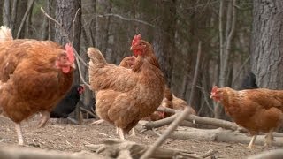 Sustainable Agriculture at Fickle Creek Farm