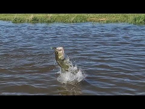 Spring Bass Fishing