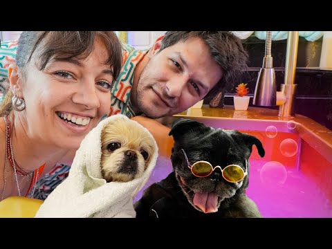 Video: Newfoundland Köpeğiniz için Banyo Günü