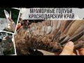 Краснодарский край. Голуби Дмитрия Полякова. Göyərçinlər. Pigeons. کبوتر .Tauben. الحمام الصغير.