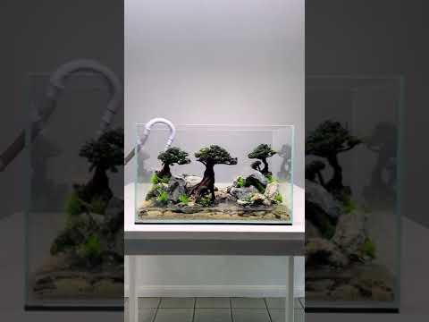 Wideo: Co to jest Aqua Bonsai: Dowiedz się więcej o podwodnych drzewkach Bonsai