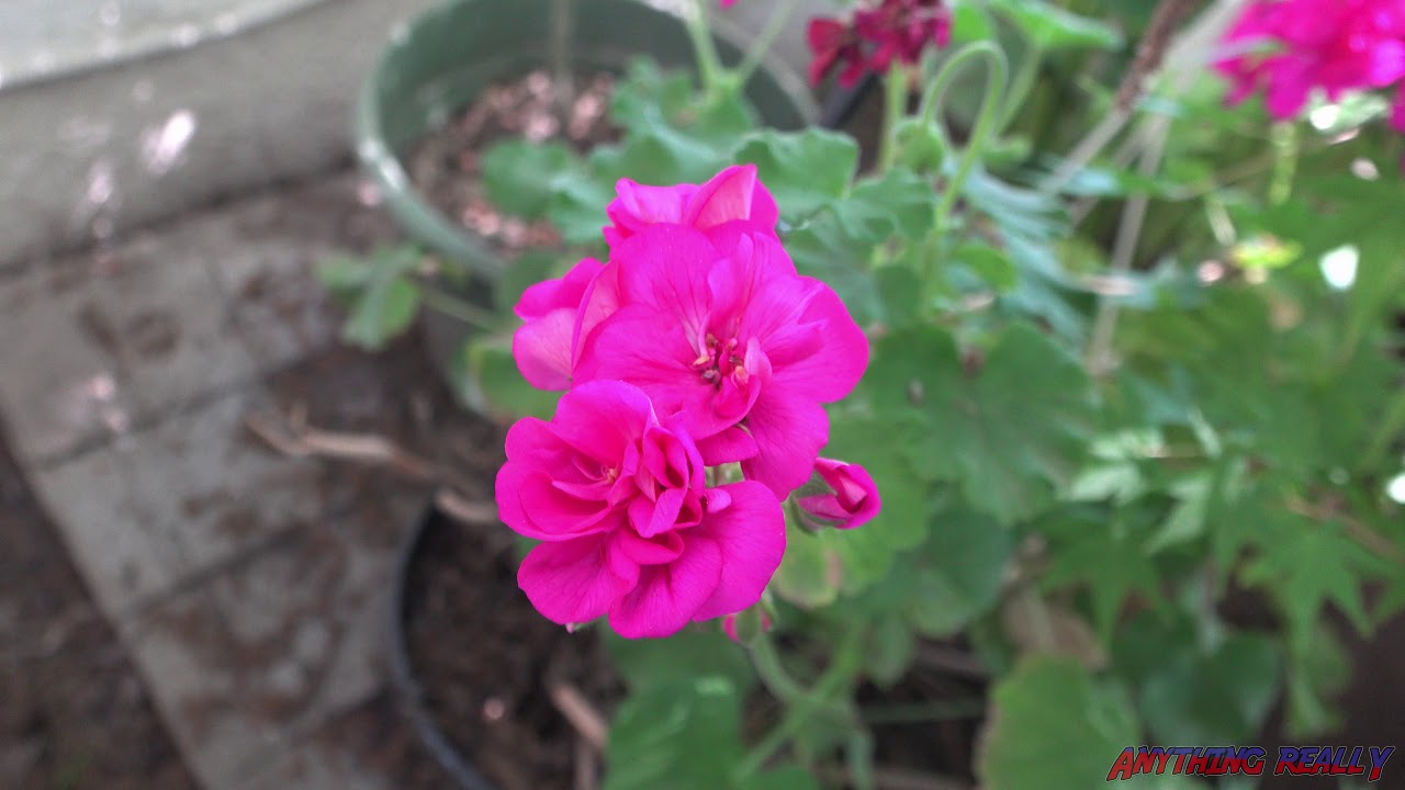 Geranium flowers in 4K