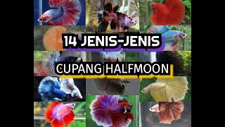 14 jenis-jenis cupang halfmoon yang ada di indonesia maupun nusantara