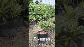 pink (pulmaria rubra) champa plant available in bulk quantity and All size available #champa#nursery