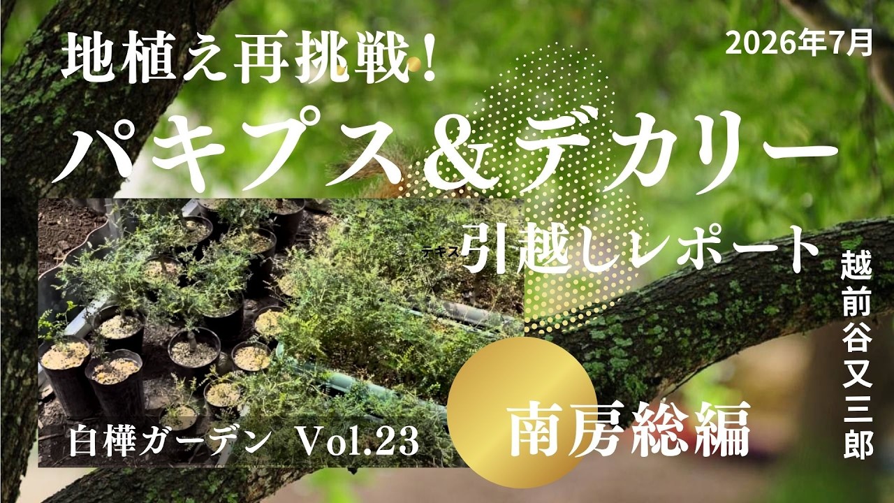 □ Planting Pachypus & Decary in the Ground □ Vol. 23 Minamiboso