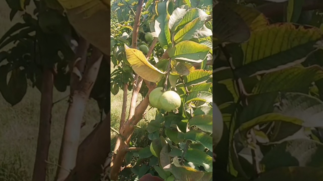 thai 7 big size Guava #fruitrees #tropicalfruit #shortfeed #farming #thai