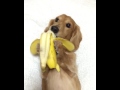 Dachshund Eats Banana Like A Human