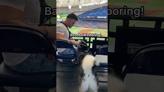 My Husky Goes Crazy At A Baseball Game 