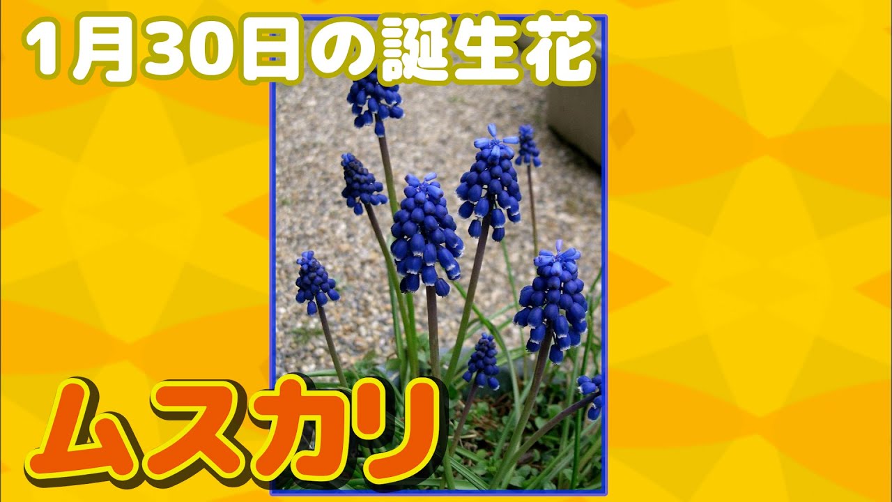 1月30日の誕生花 ムスカリ どんな花 あなたに送る花言葉は Youtube