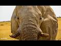 Beside giants - SafariLIVE Sunset - 27 May 2026