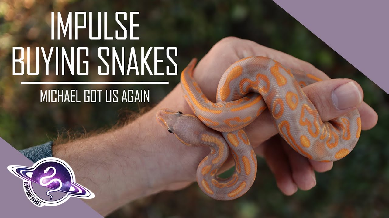Impluse Buying Snakes at Show Me Snakes Reptile Show! - YouTube