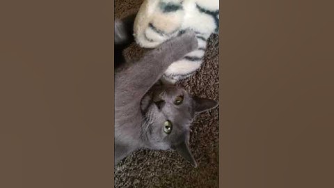 The catnip toy🤣 #funnycats #catnip #youtubeshorts