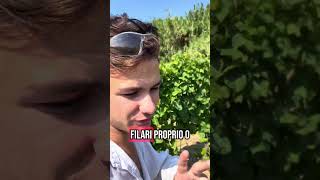 Cosa preferisci canaiolo o cantonai #agricoltura #farming #vigna #perte #toscana #chianti