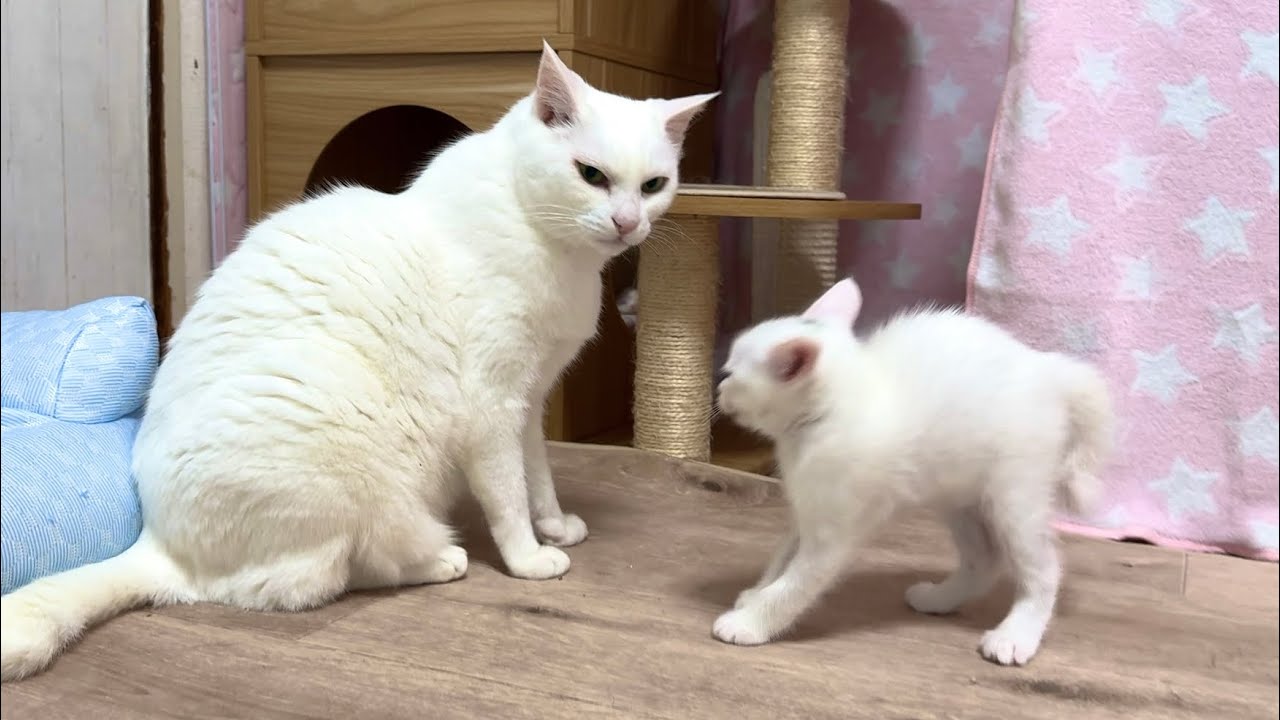 先住猫へ鼻ちゅん挨拶に挑戦した子猫！結果は‥【白玉ちゃん＆たこやき 