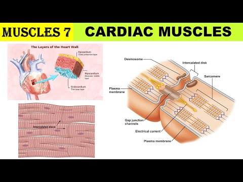 Cardiac muscle |