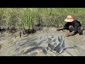 a lot of fish in mud at rice field find and catch by best hand by a fisherman skill