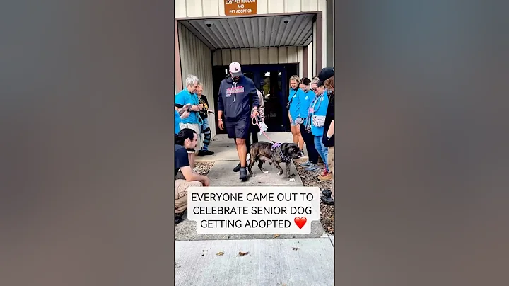 After a Lifetime of Neglect, Senior Dog Finally Found Her Family 🥹❤️ #shorts #rescue #adopt #love