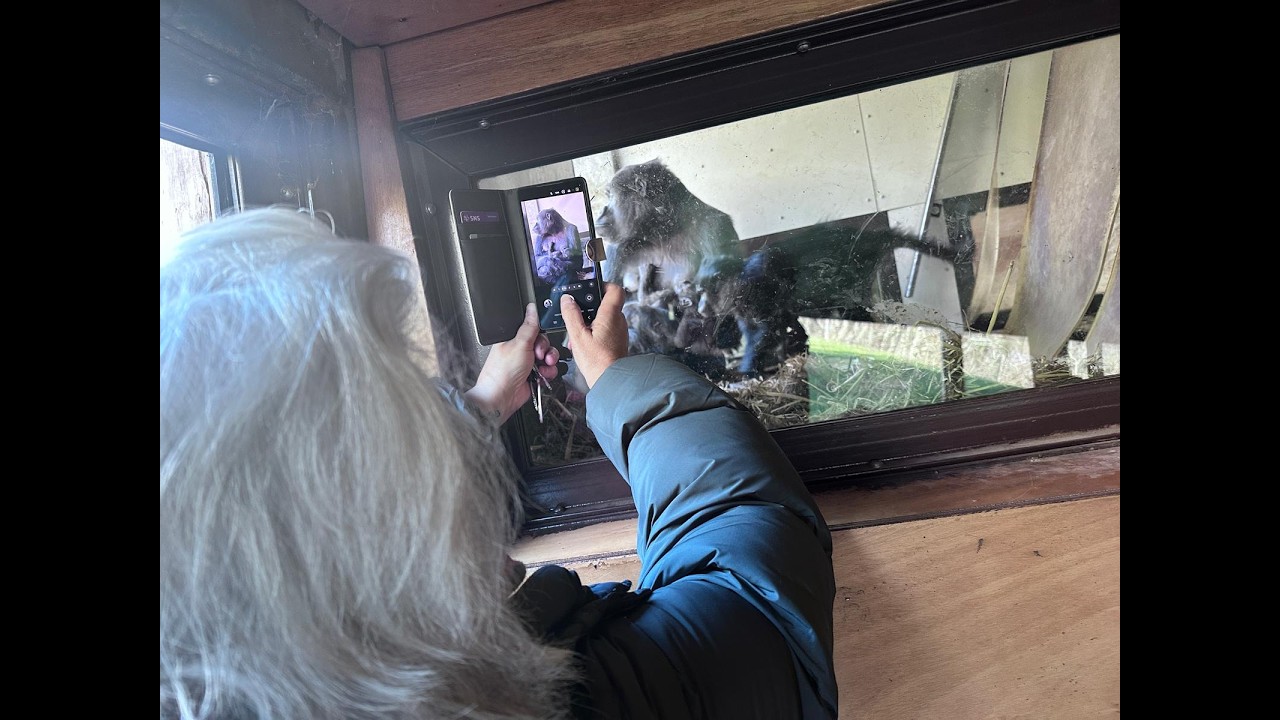 Zon, drukte en een gorillababy in GaiaZOO