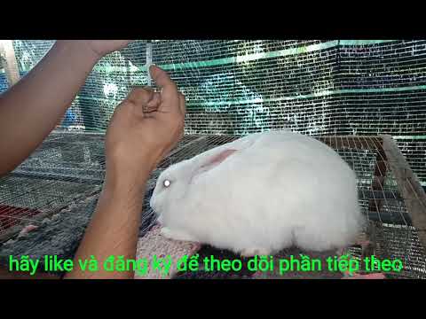 Video: Cách Tiêm Cho Thỏ