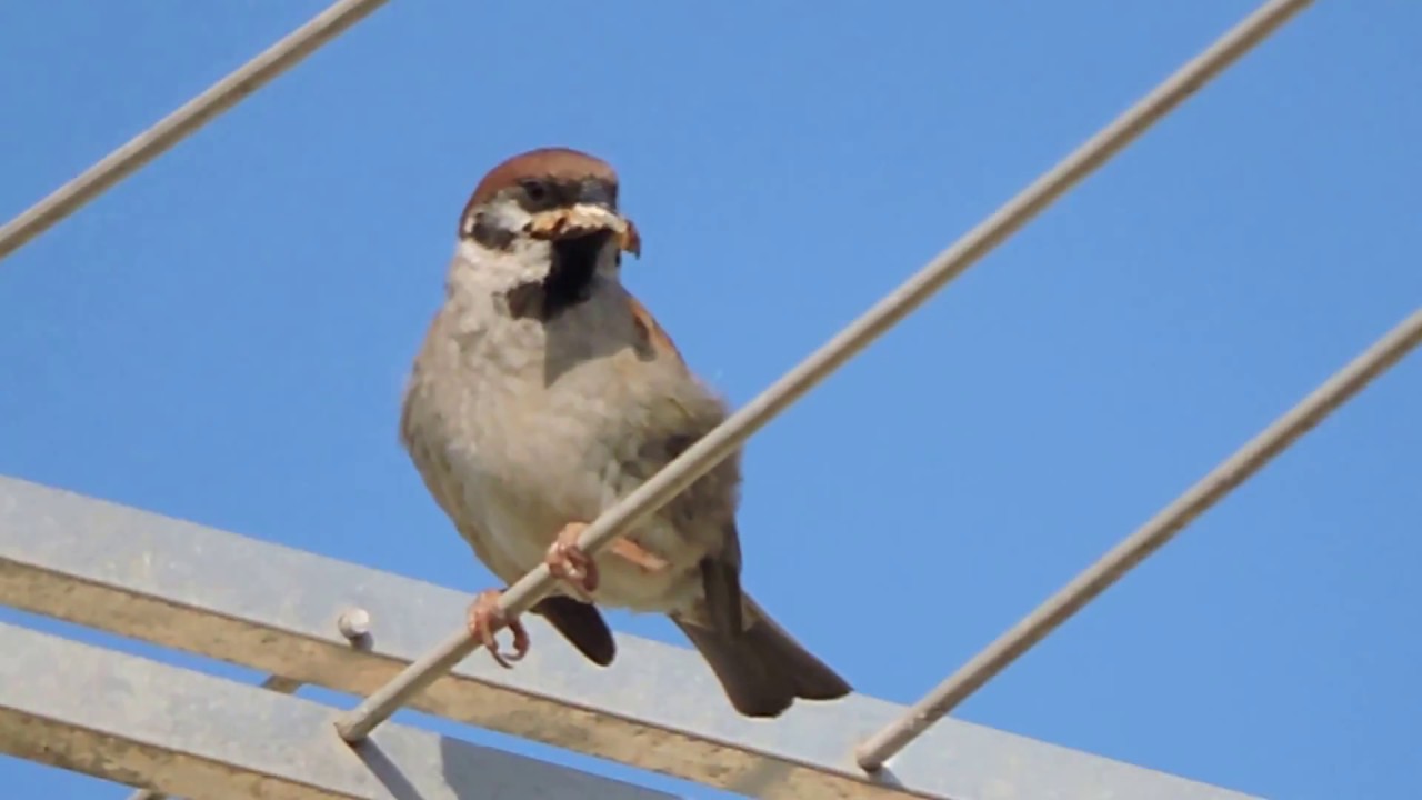 Eurasian Tree Sparrow, Passera mattugia (Passer montanus) 