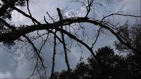 Widow-makers: Danger from above in the forests