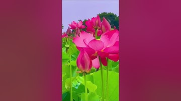 تلاوة عطره من سورة الشورى بصوت القارئ وسام الانباري#فضلا_وليس_أمرا_أشترك_بلقناة_مع_لايك_