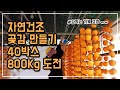 영동  시골이야기 in 첼리팜 산골의 깨끗한 바람으로 만들어 더 맛있는 곶감(반건시) 만들기 처음으로 사용 하는 감박피기 써보니