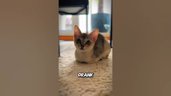 Video 8128951: munchkin, smallest cat breed, tiny cat