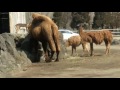 富士サファリパーク１０　アルパカとラクダ