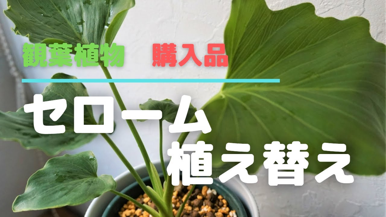 観葉植物】セロームの植え替え／土の中に何かある？？？／初心者でも