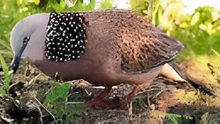 (Rejeki Akan Mengalir) 10 Mitos Burung Derkuku Tekukur !! Salah Satunya Bisa Membawa Rezeki