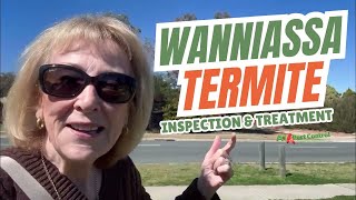 Wanniassa Termite Infestation – Hidden Danger in Trees