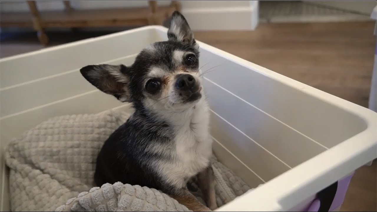 Marbles being a grateful child for 23 minutes straight 