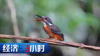 《经济半小时》 20260810 暑期新消费：观鸟赏景的生态生意经 |  财经风云