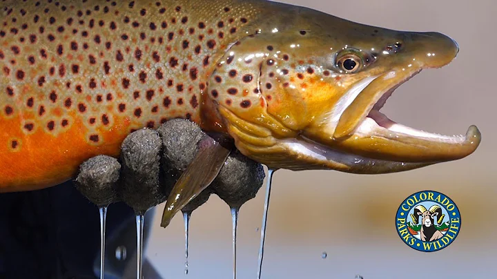 Big Brown Trout in Colorado